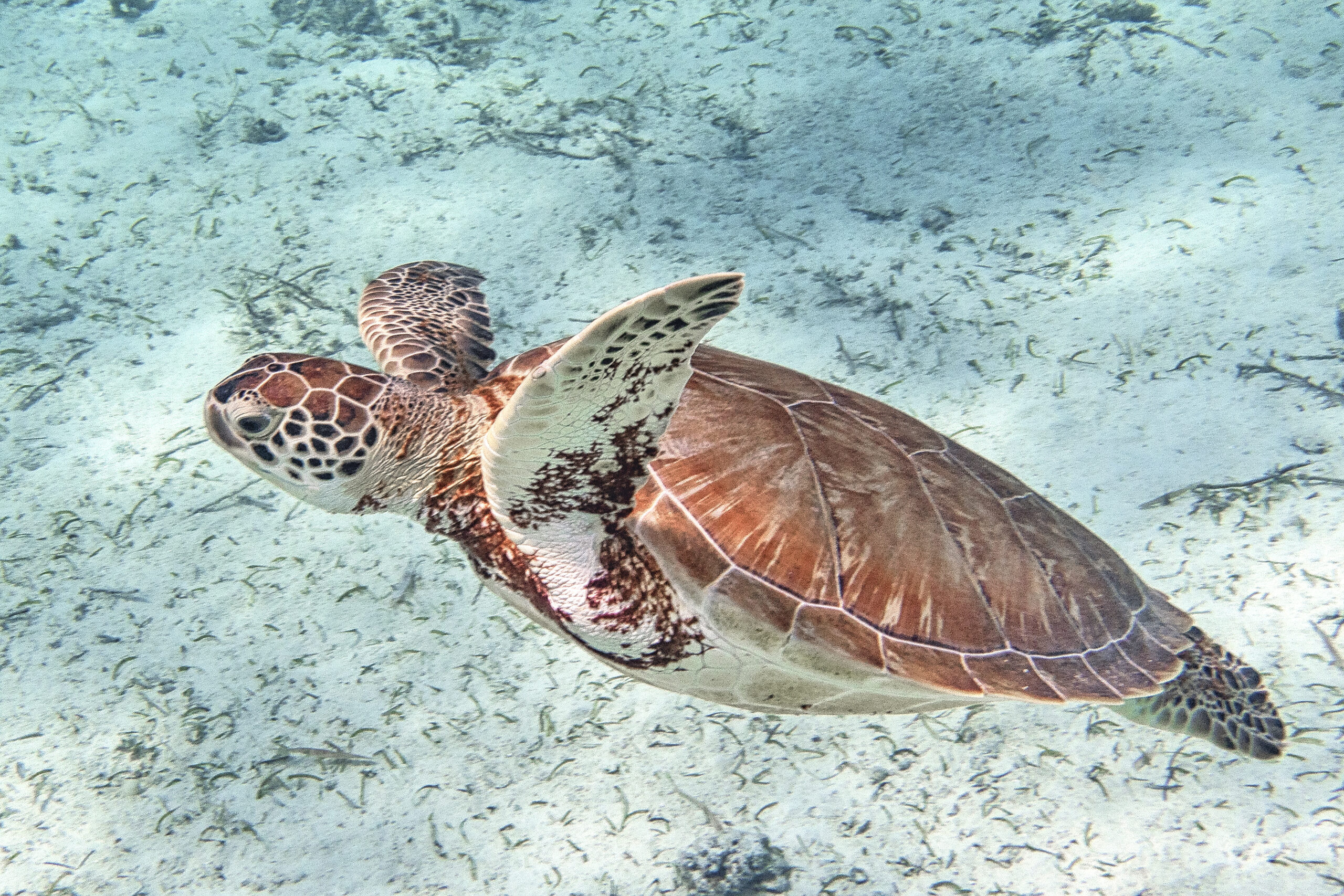 mayan ruins tours from san pedro belize